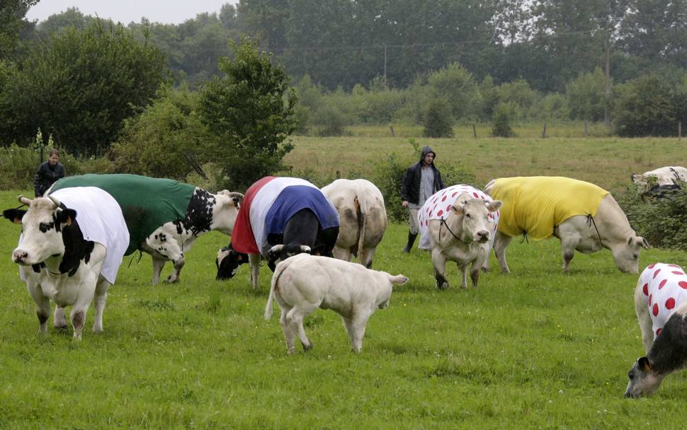 Mucche che pascolano sul prato vestite con le maglie del Tour (Reuters)